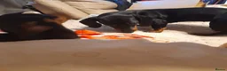 Miniature Dachshund dogs for sale: Pure breed minature dashound  - Advert 2