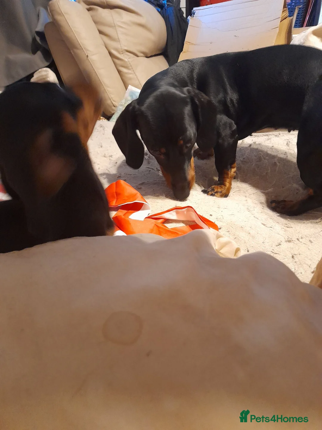 Miniature Dachshund dogs for sale: Pure breed minature dashound  - Advert 2