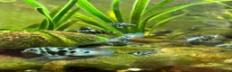 Cichlids fish for sale: DISCOUNT - POLAR BLUE CICHLIDS FRY - Advert 38
