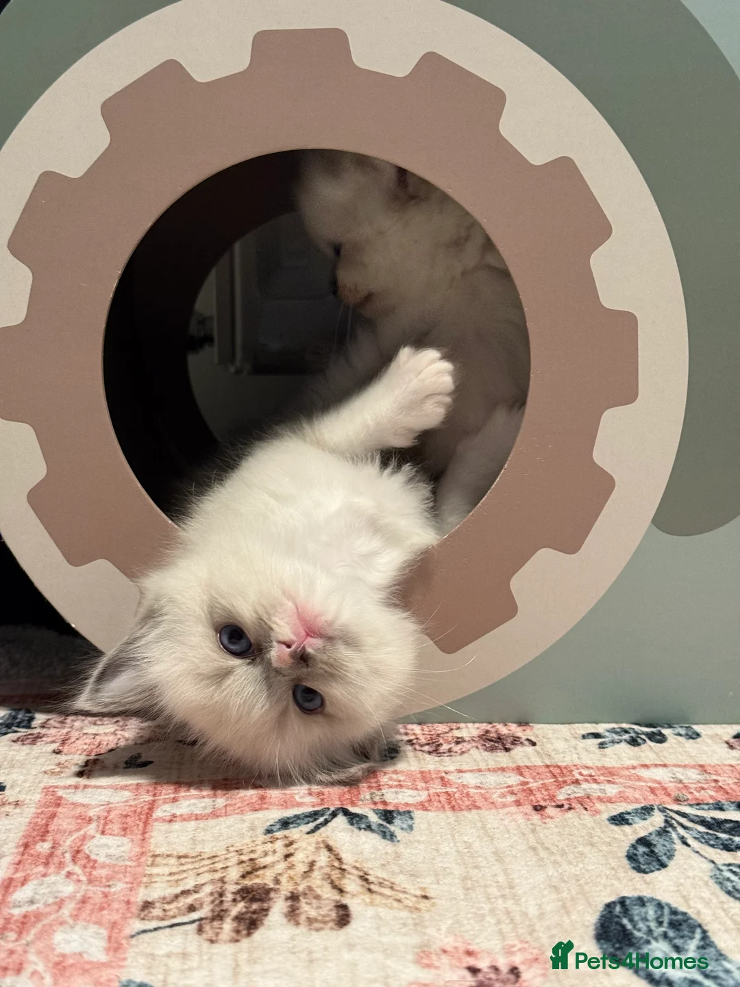 Ragdoll cats for sale: European Purebred Female Ragdoll 🩷 - Advert 23