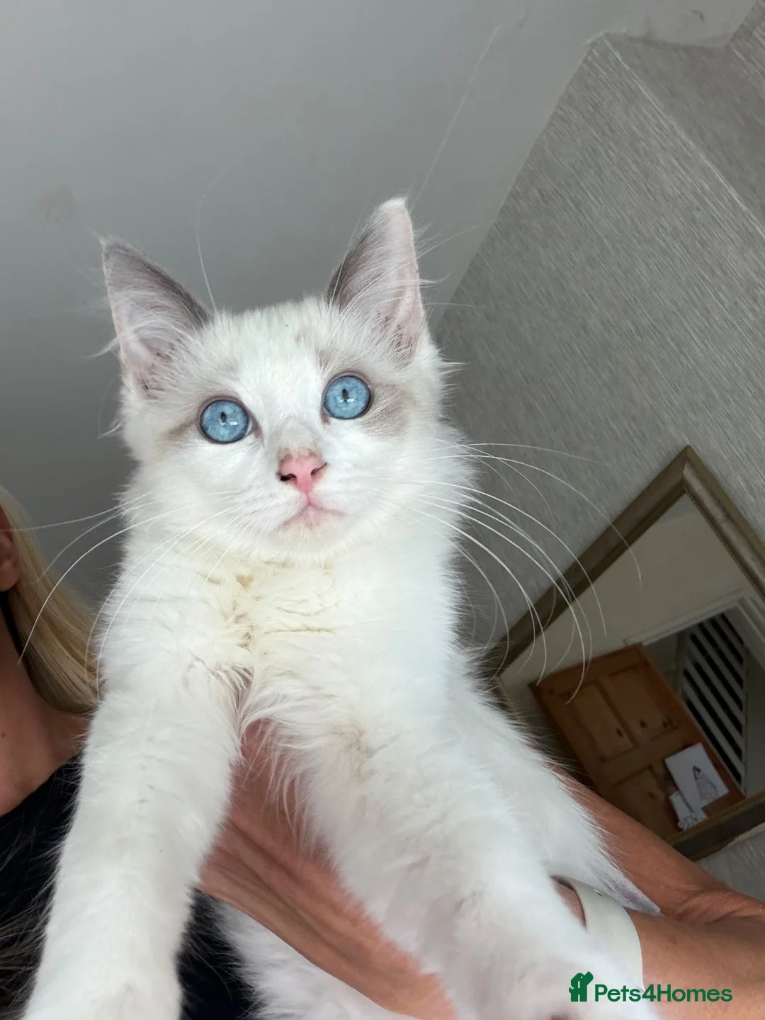 Ragdoll cats for sale: Bicolour Ragdoll Boy - Advert 1