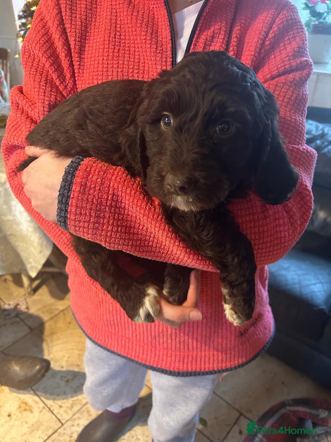 Mixed Breed dogs for sale: Cavapoo Puppies - Advert 28