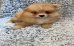 Pomeranian dogs for sale: Ready to leave Pomeranian puppies  - Image 18