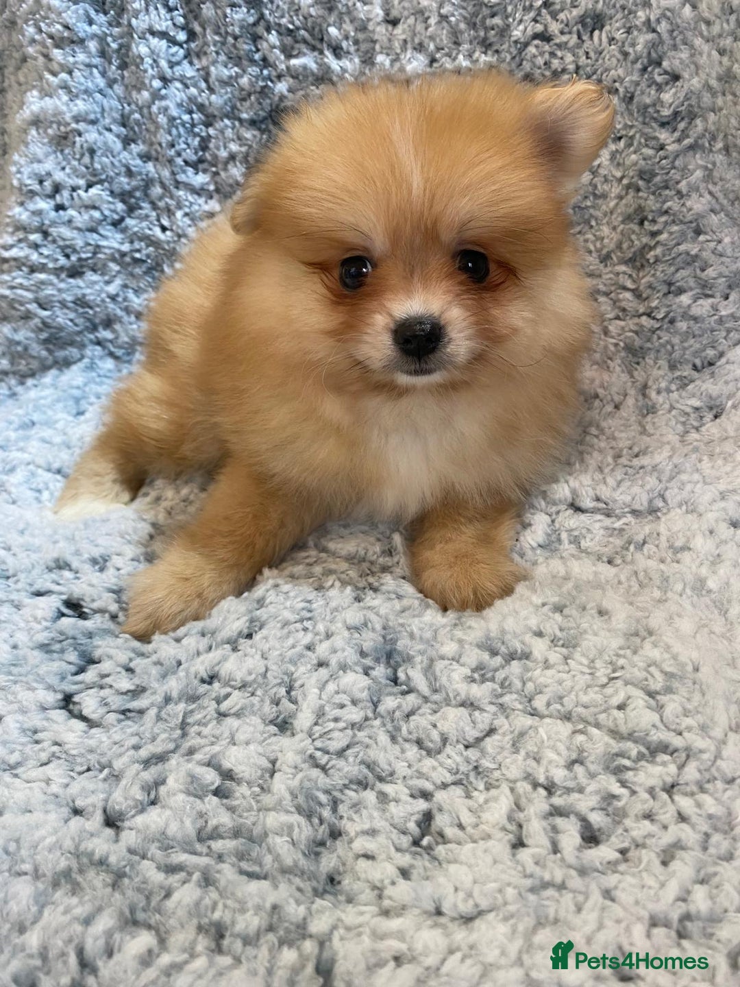 Pomeranian dogs for sale: Ready to leave Pomeranian puppies  - Image 18