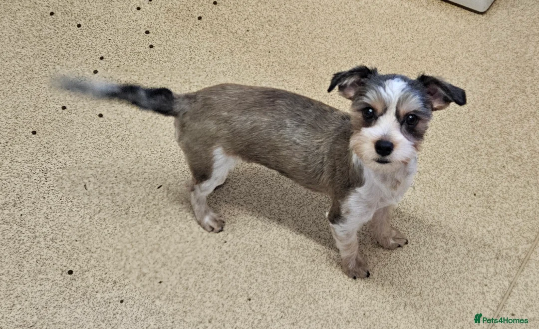 Yorkshire Terrier dogs for sale: 🤎 DNA tested parents-White Ocean Pearl boy 🤎 - Advert 2