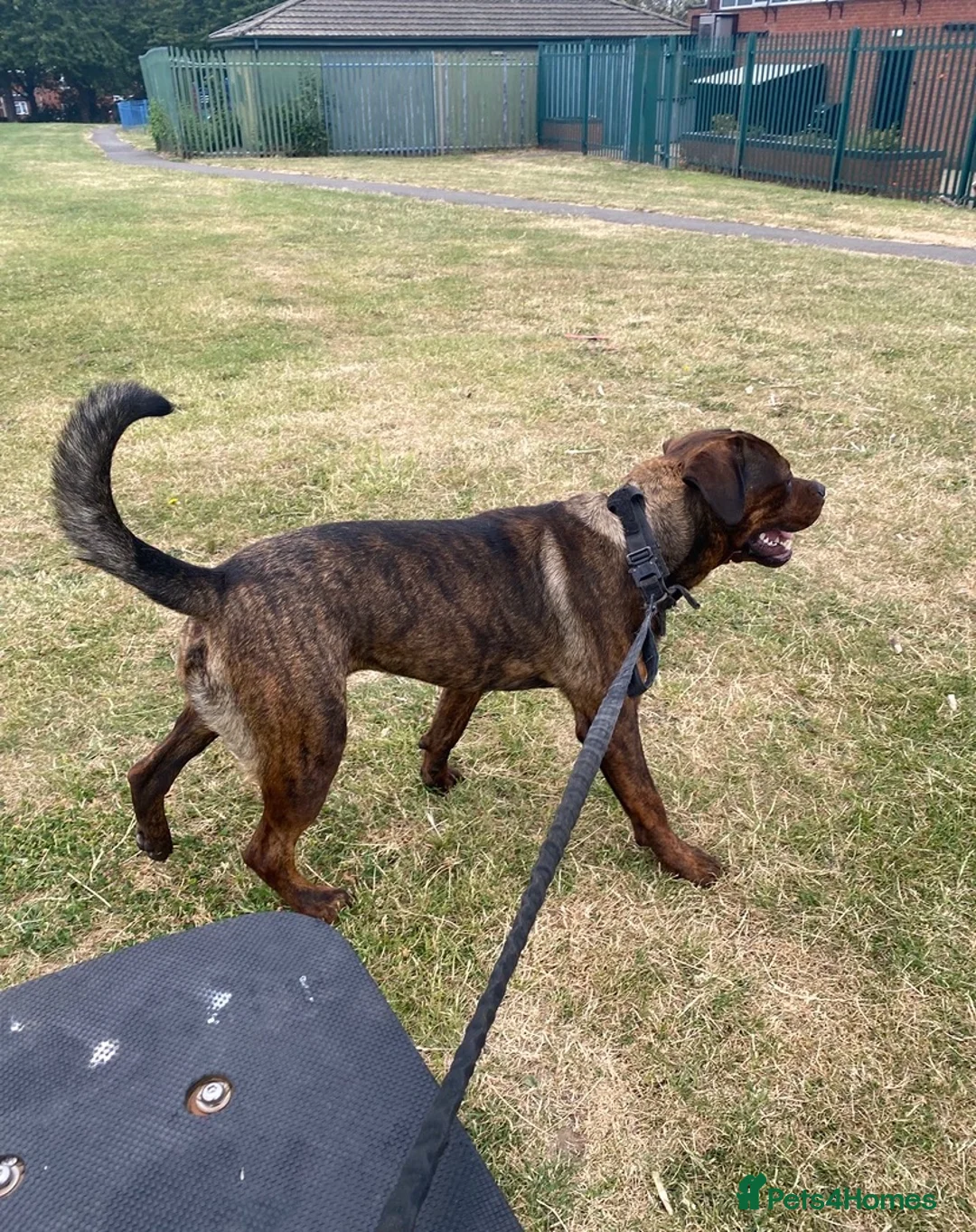 Mixed Breed dogs for sale: Rottweiler 70%/Cane Corso 30% in Burton-on-Trent - Advert 4