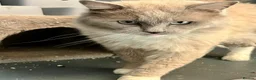 Ragdoll cats for sale: Beautiful mink ragdoll kittens  - Advert 6