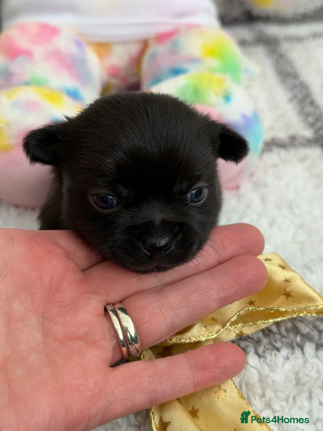 Chihuahua dogs for sale: Stunning solid black tiny chihuahuas  - Advert 12