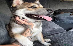 Huskita dogs for sale: Huskita Male For Sale - Image 3