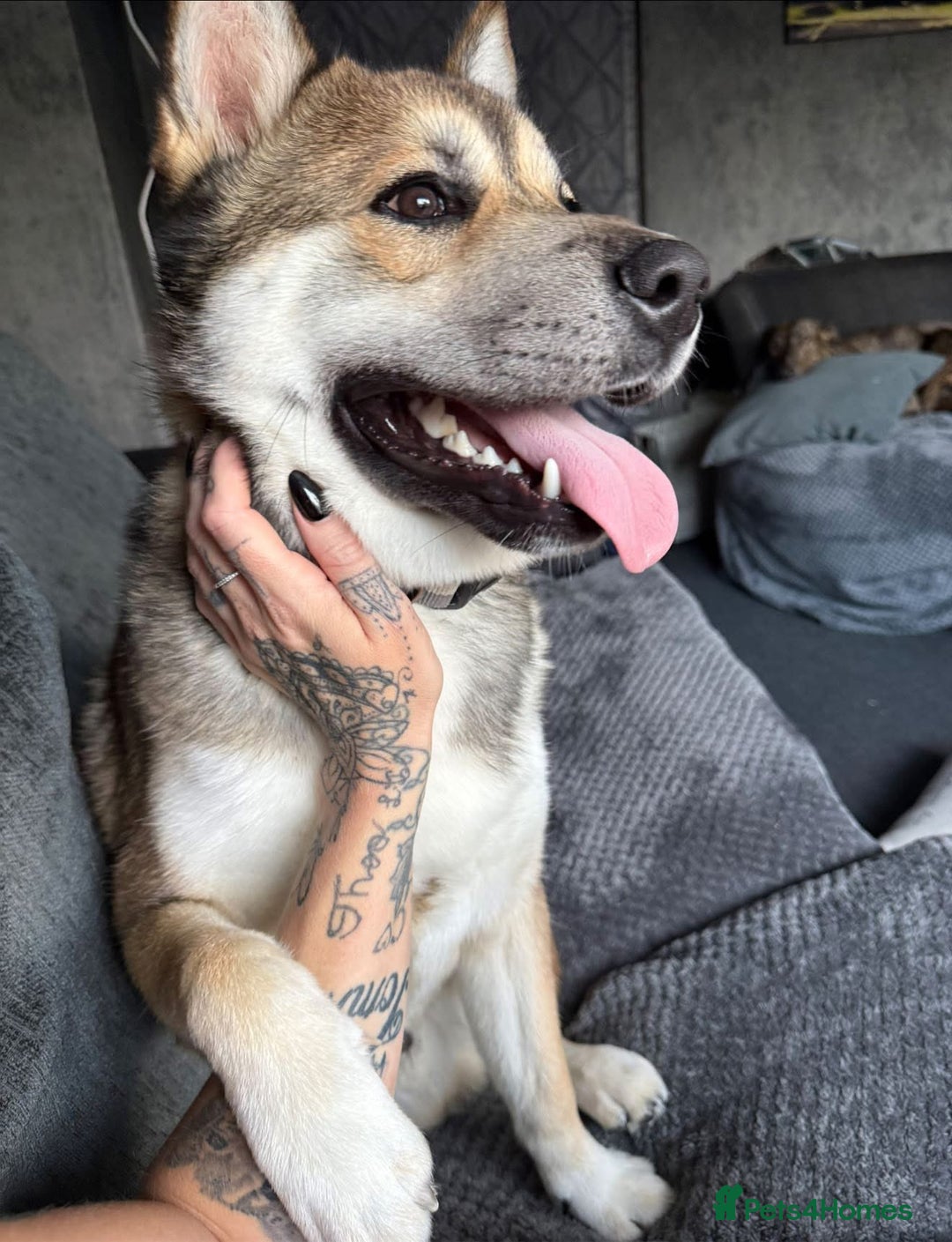 Huskita dogs for sale: Huskita Male For Sale - Image 3