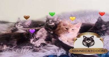 Maine Coon cats - Advert 7