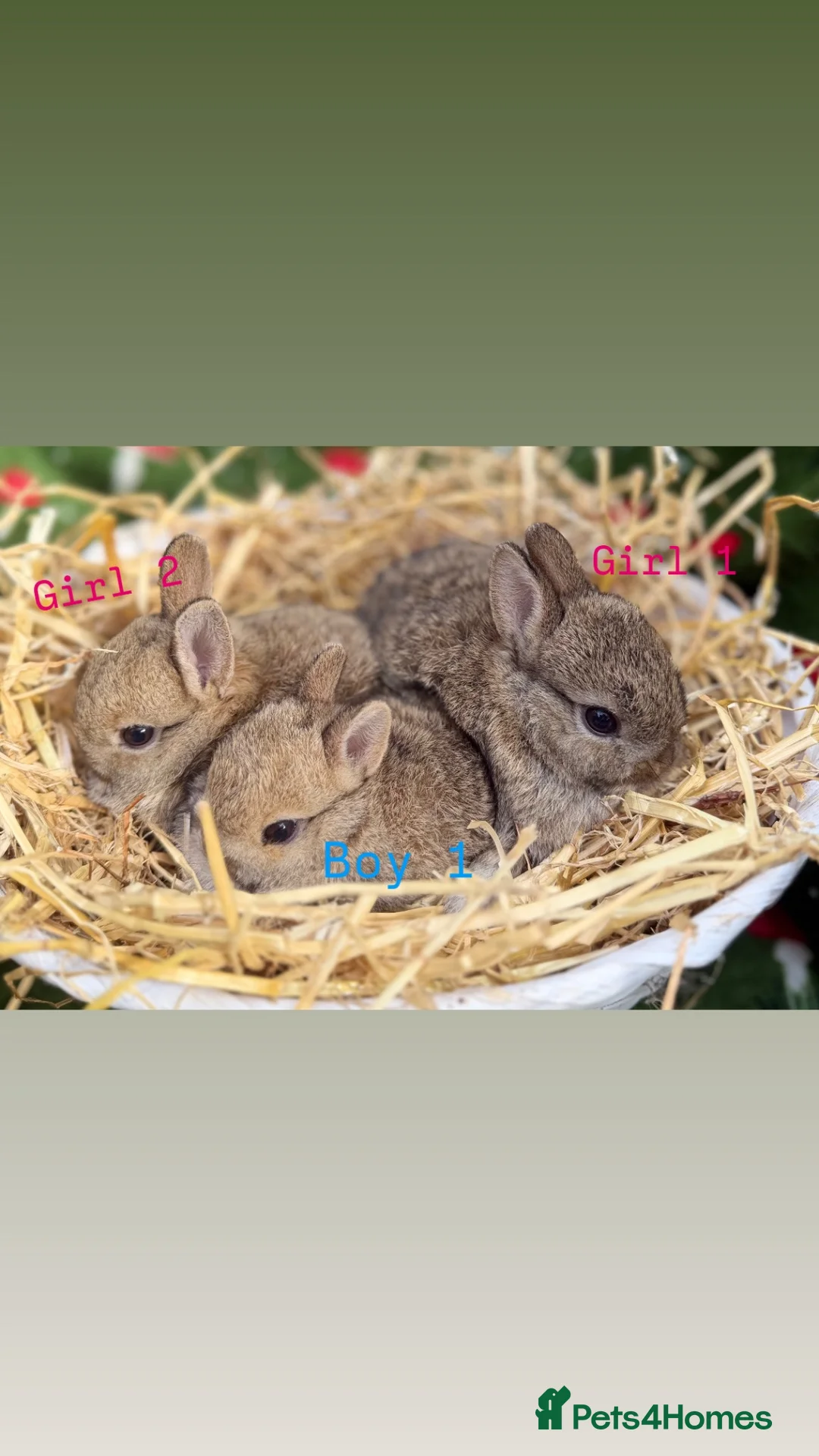 Mini Lion Lop rabbits for sale: Mini lion lop & netherland dwarfs  in Ashton-under-Lyne - Advert 2