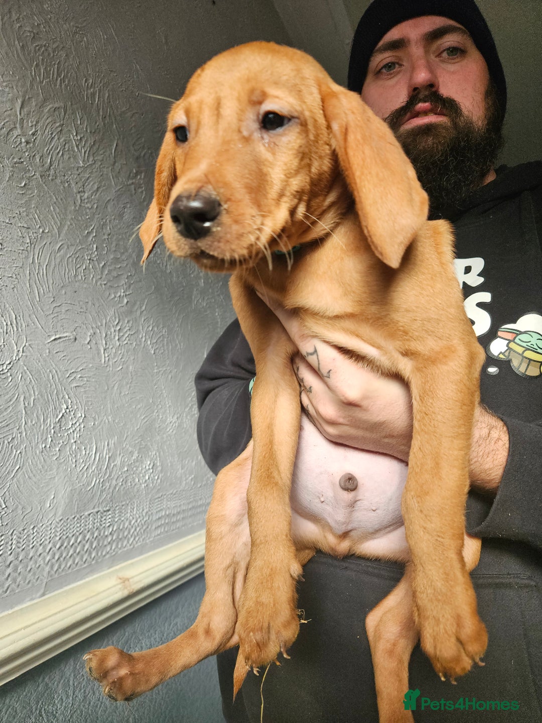 Labrador Retriever dogs for sale: REDUCED PRICE! READY NOW! - Image 4