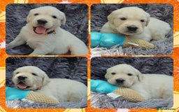 Golden Retriever dogs for sale: 9 KC registered, from imported lines puppies  - Image 32