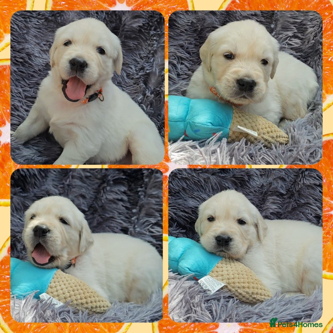 Golden Retriever dogs for sale: 9 KC registered, from imported lines puppies  - Image 32