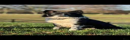 Border Collie dogs for sale: Border Collie Pups - Advert 2