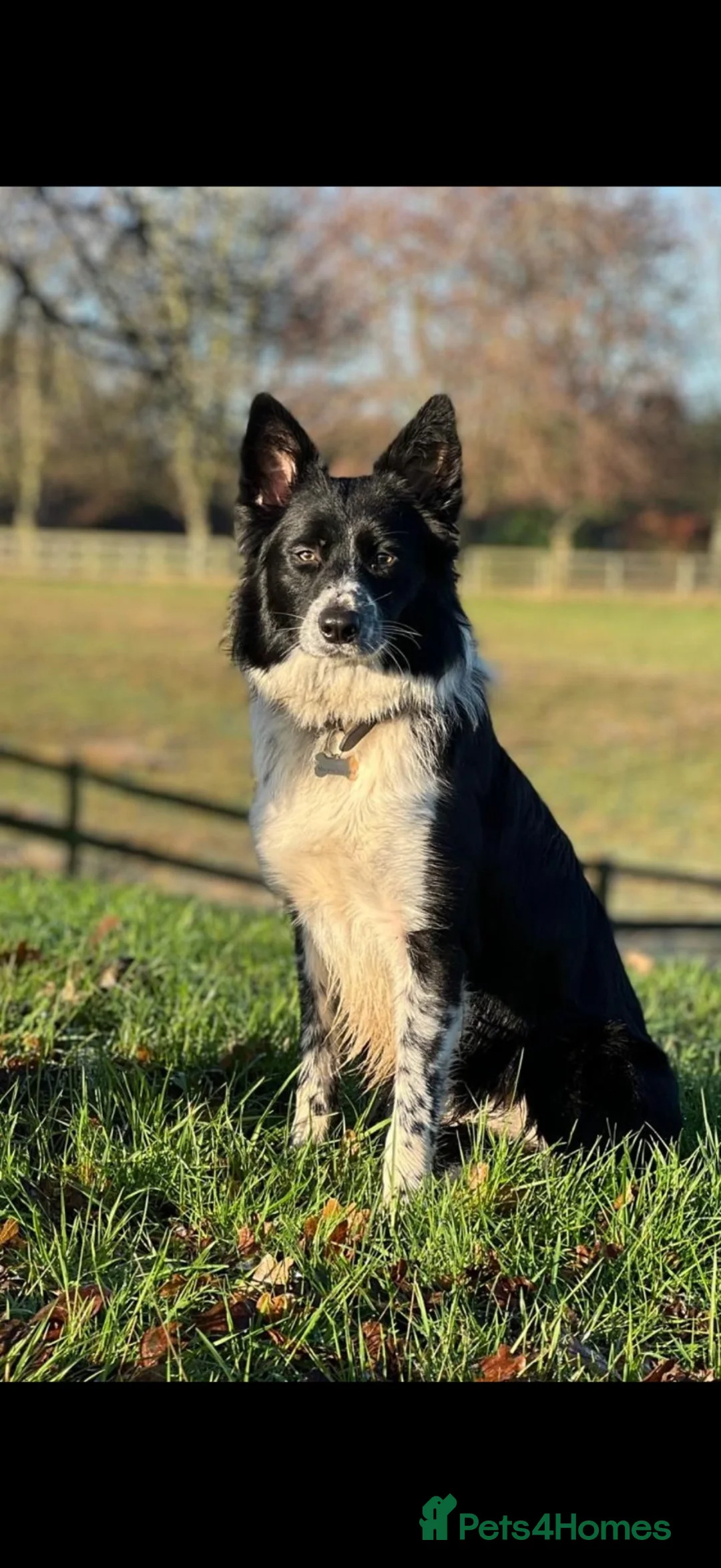 Border Collie dogs for sale: Border Collie Pups - Advert 2