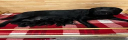 Labrador Retriever dogs for sale: Stunning K.C. Labradors Black & Chocolate  - Advert 3