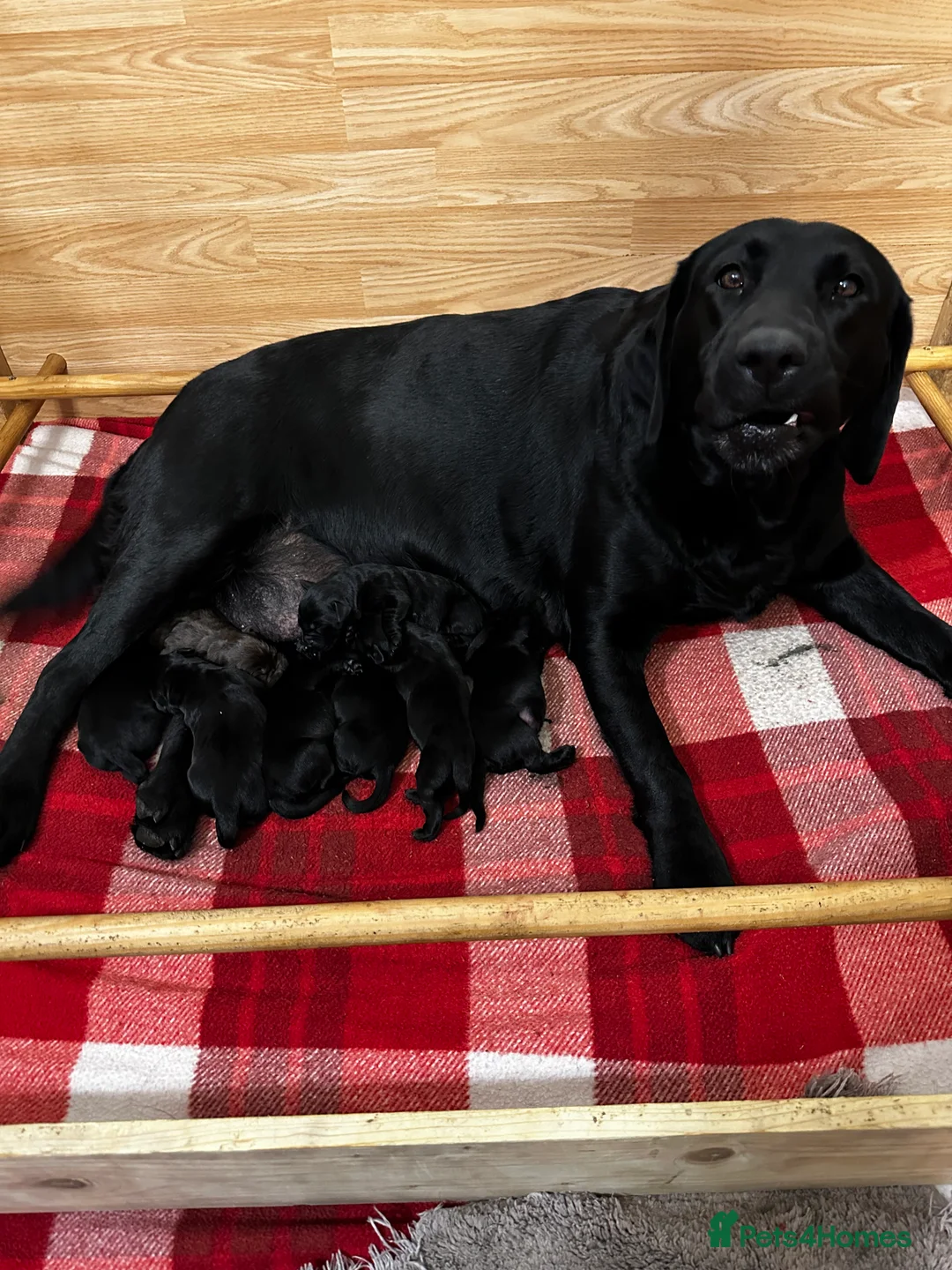 Labrador Retriever dogs for sale: Stunning K.C. Labradors Black & Chocolate  - Advert 3