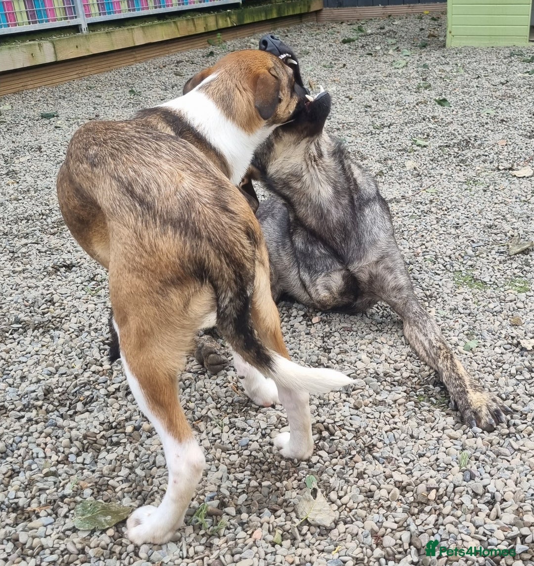 Mixed Breed dogs for adoption: Meet Ronnie  - Image 3