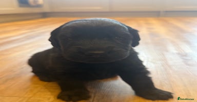 Flat coated Retriever dogs Stunning Flat-coated retriever puppies - Advert 4