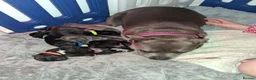 Staffordshire Bull Terrier dogs for sale: 7 Beautiful KC blue and black puppies 4 girl 3 boy in Walsall - Advert 15