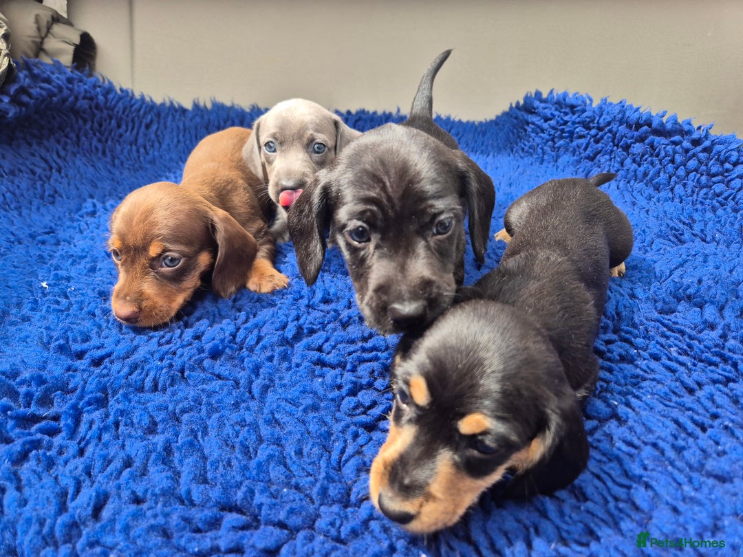 Miniature Dachshund dogs for sale: Stunning mini Daxies, KC reg PRA clear - Image 8