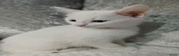 Turkish Angora cats for sale: Turkish angora in Bradford - Advert 3