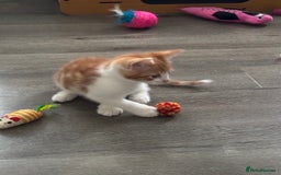 Mixed Breed cats for sale: 1 Gorgeous little boy left  - Image 4