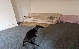 Mixed Breed dogs for sale: Saluki cross staffie 8 month female  - Image 2
