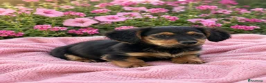 Dachshund Puppy 5