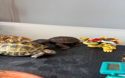 Tortoise reptiles for sale: Horsefield Tortoise, Male, 2y/o + Full Setup - Image 11
