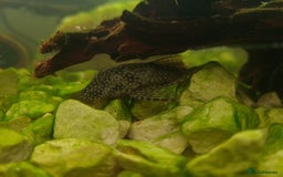 Plecos fish for sale: Bristlenose Plecos - Image 4