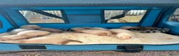 Ferret rodents for sale: Ferret kits in Newtown - Advert 2