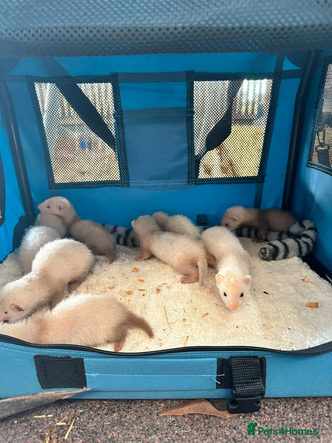 Ferret rodents for sale: Ferret kits in Newtown - Advert 2