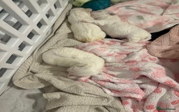 Maltese dogs for sale: Beautiful half Korean Kc reg Maltese  - Image 11