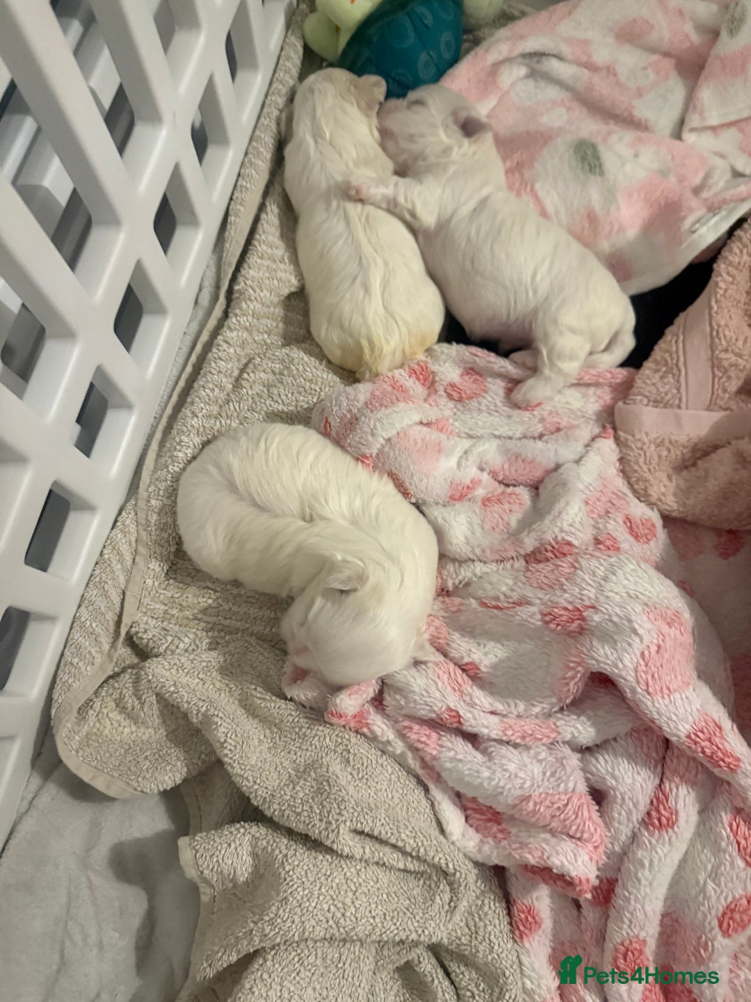 Maltese dogs for sale: Beautiful half Korean Kc reg Maltese  - Image 11