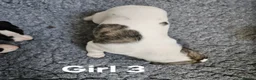 Whippet dogs for sale: KC reg Whippet puppies - Advert 8