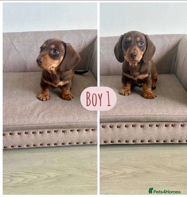 Miniature Dachshund dogs KC Miniature Dachshund  1 boy only Ready! - Advert 12
