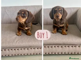 Miniature Dachshund dogs KC Miniature Dachshund 1 boy only Ready! - Advert 12