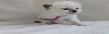 Ragdoll 2