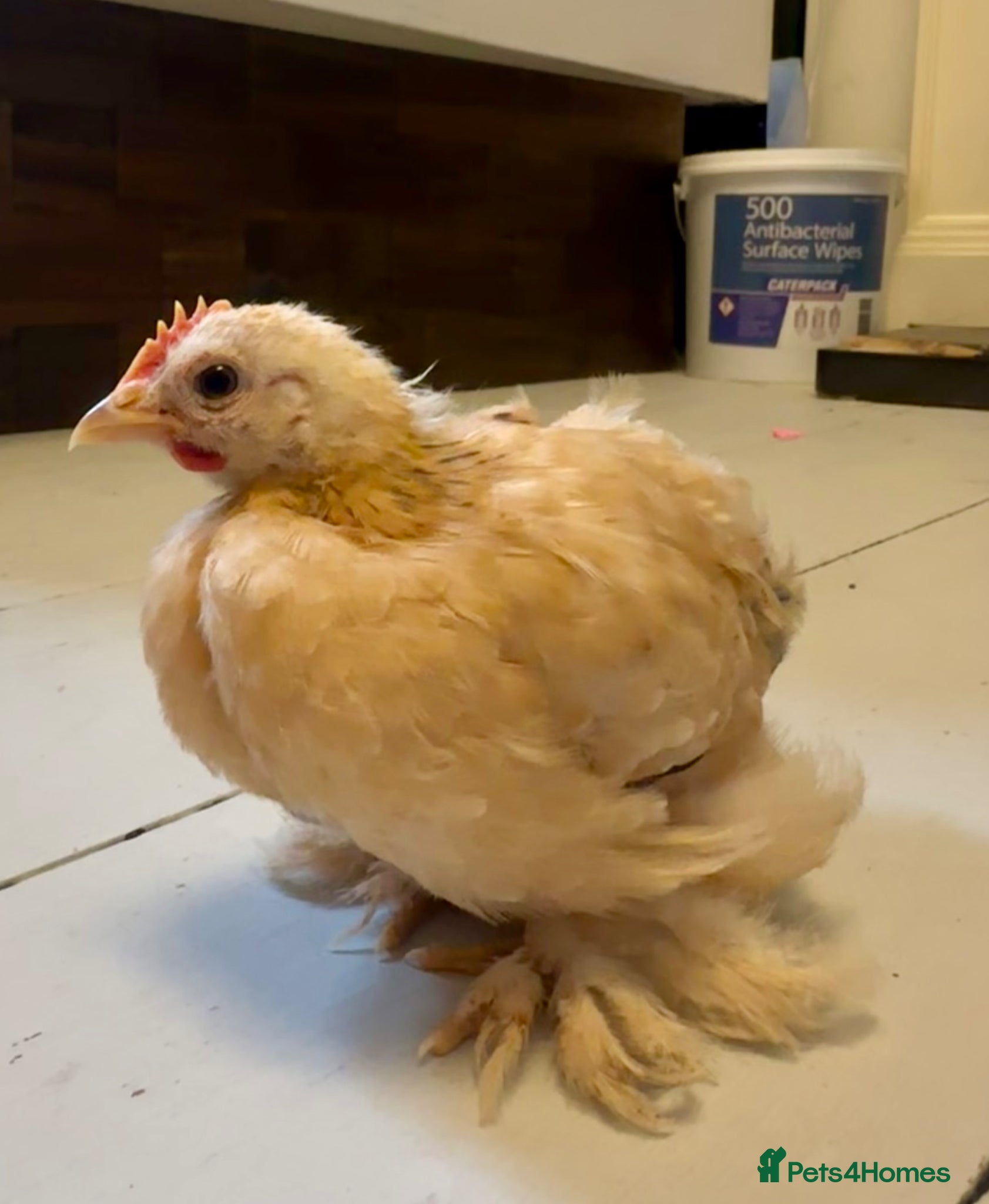 Chickens poultry Beautiful Pekin Cockerel – Looking for a new Home - Advert 1