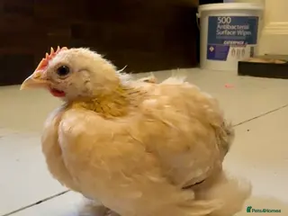 Chickens poultry Beautiful Pekin Cockerel – Looking for a new Home - Advert 1