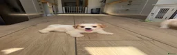 Cavachon dogs for sale: 💕 READY NOW VACCINATED  - Advert 7
