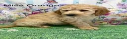 Labradoodle dogs for sale:  Standard Labradoodles multi generational  - Advert 35