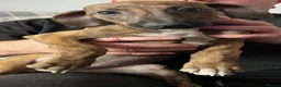 Mixed Breed dogs for sale: Whippet X Lurcher Puppies - Advert 15