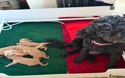 Australian Labradoodle dogs for sale: 5* Health tested Australian labradoodles  - Image 21