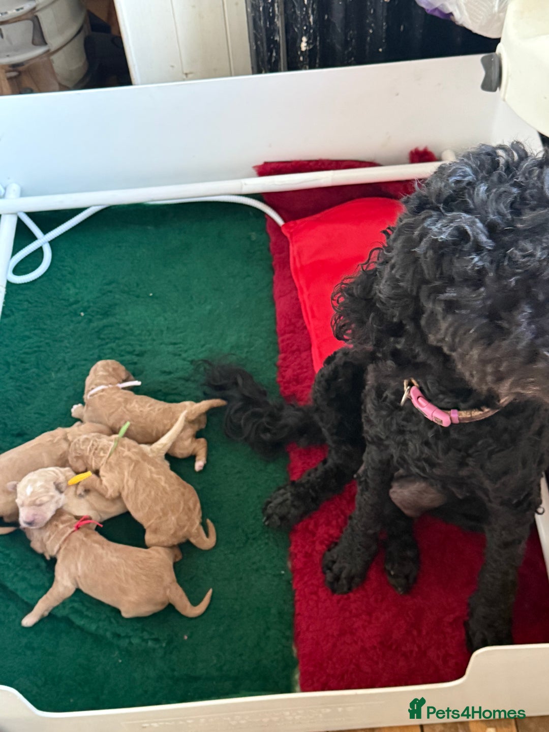 Australian Labradoodle dogs for sale: 5* Health tested Australian labradoodles  - Image 21