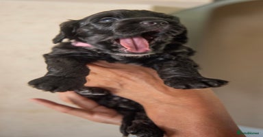Cockapoo dogs - Advert 4