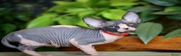 Sphynx cats for sale: Bloodline Sphynx Kittens  - Advert 10